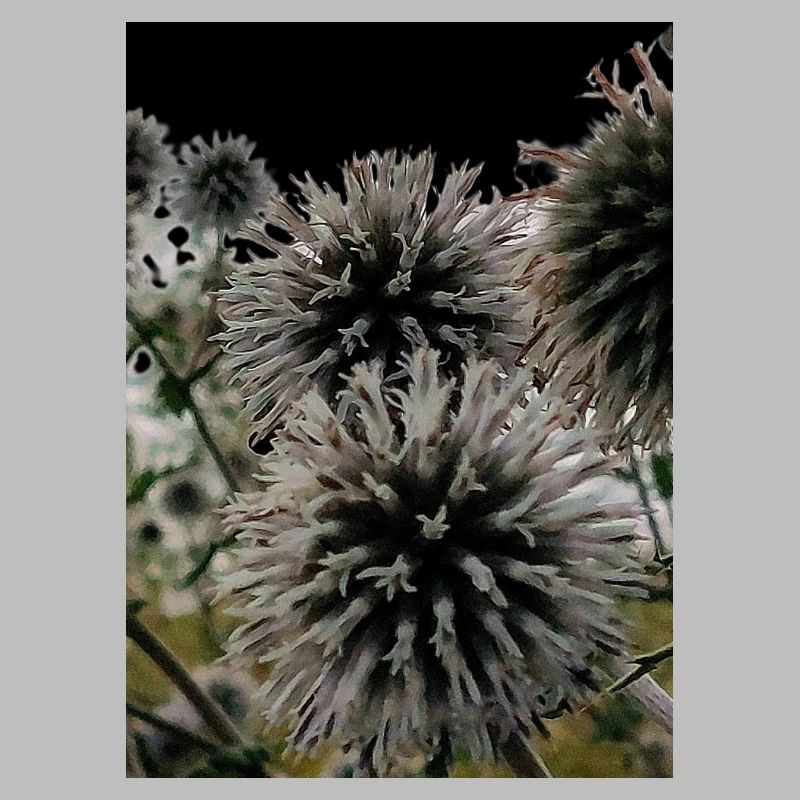 Impression over thistles