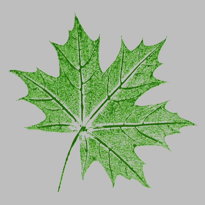 Érable feuillu / Feuille d’érable