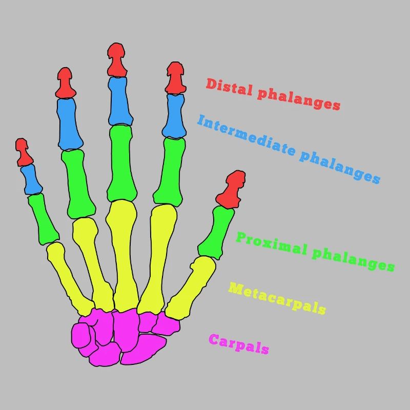 Hand Knochen Anatomie Mensch Evolution Physio