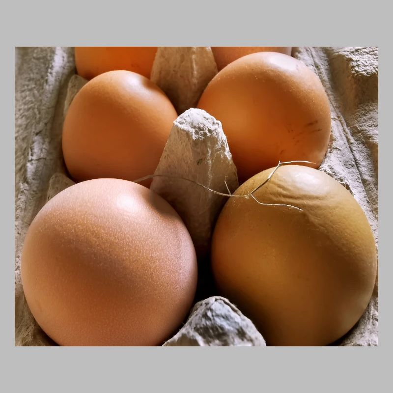 Eier