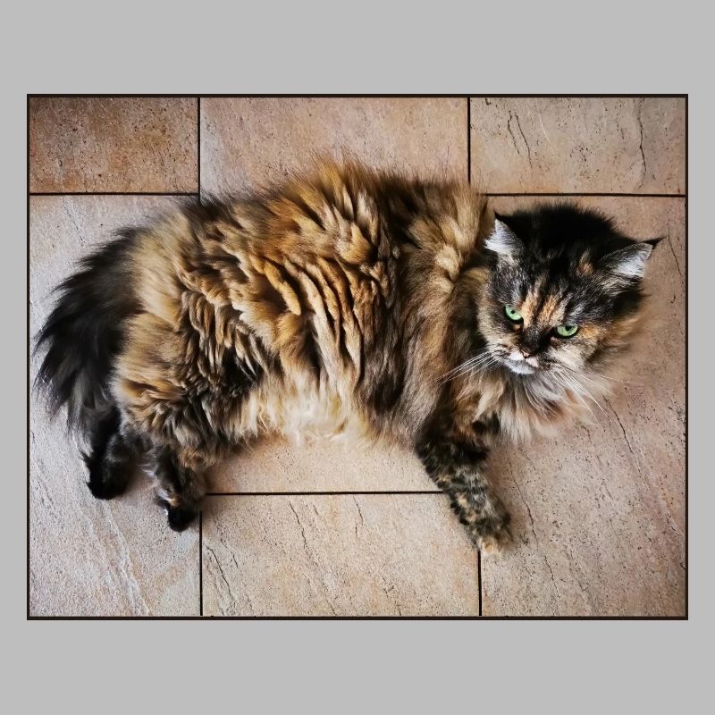 Kitty Cat