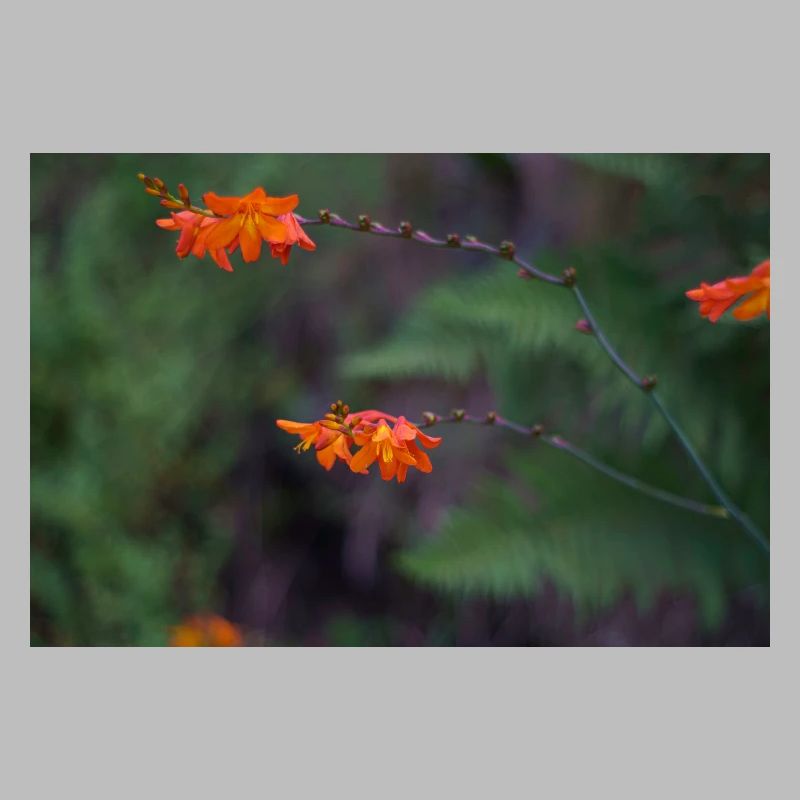 Orange Bloom on Arching Stem