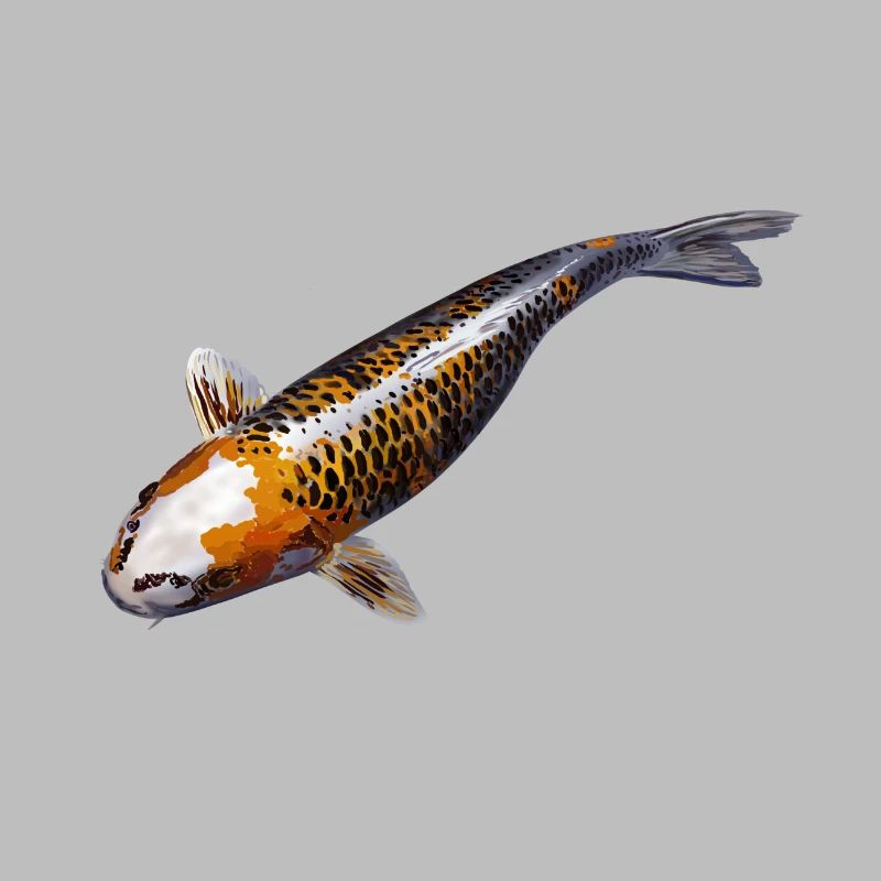 koi karpfen