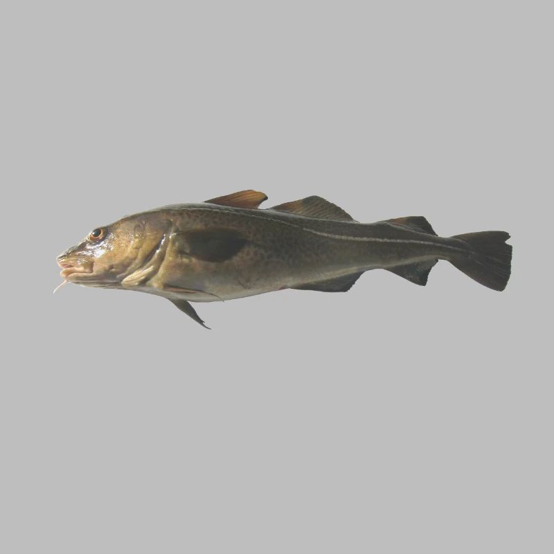 cod