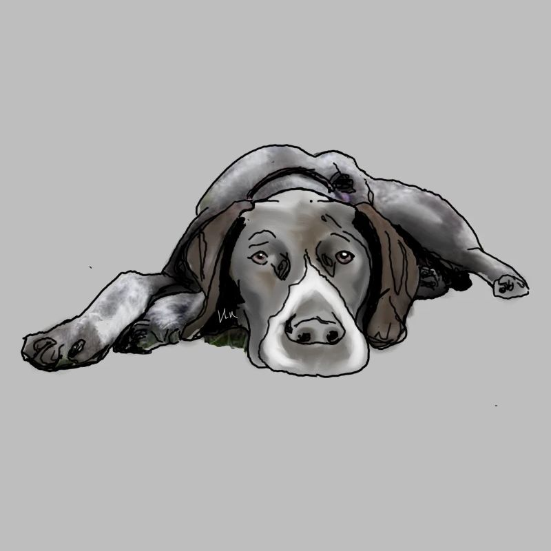 Pointer Deutsch Kurzhaar