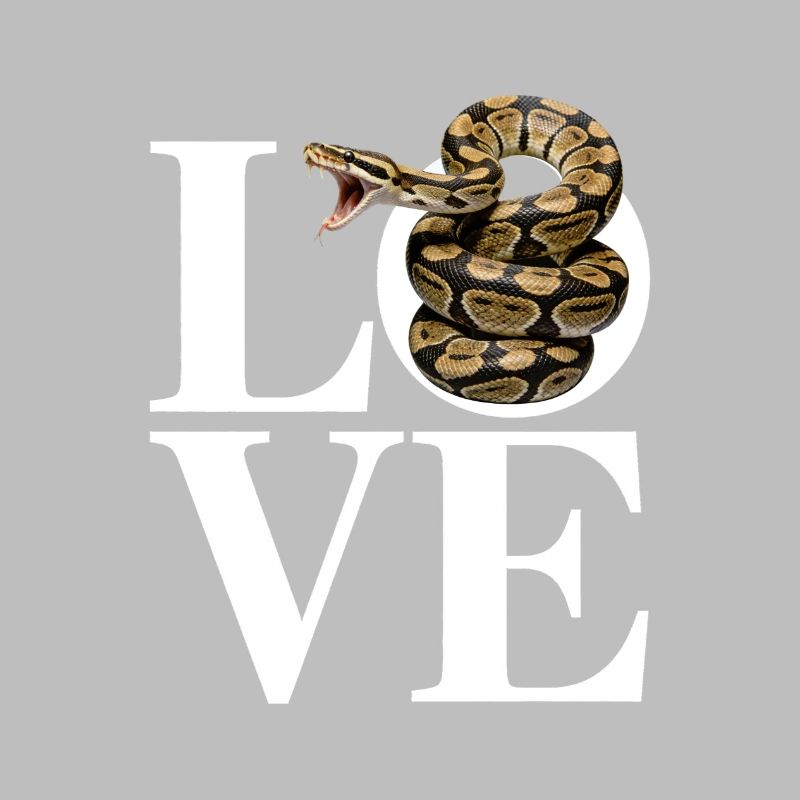 Königspython Schlangen LOVE Terrarium Python