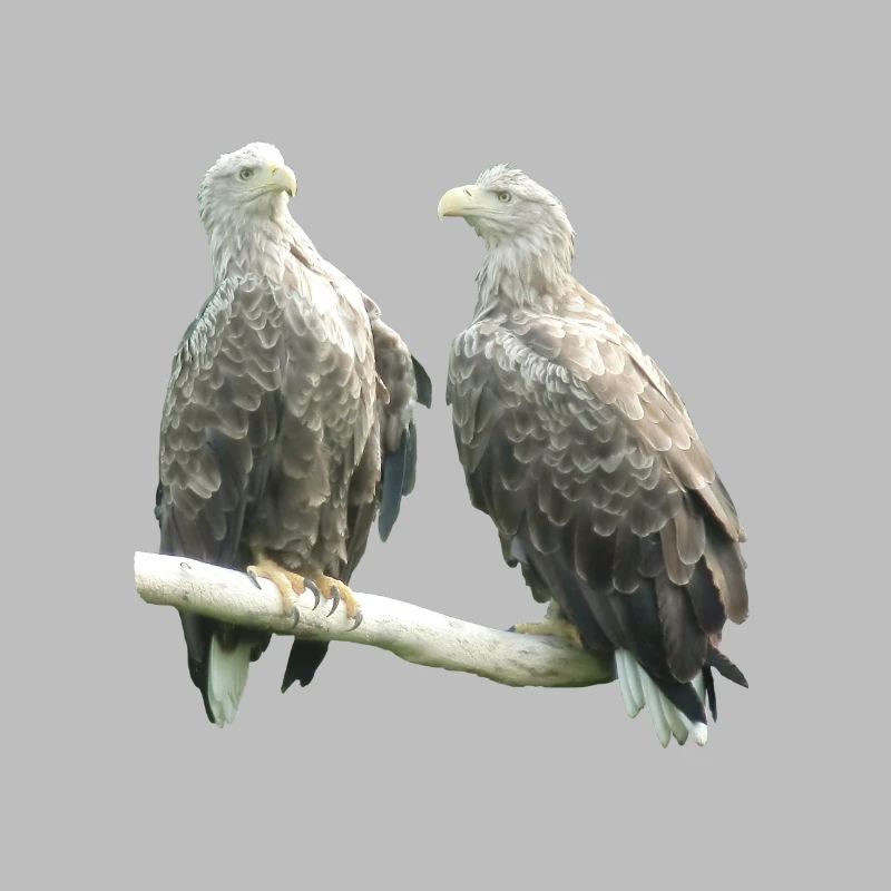 White-tailed eagle