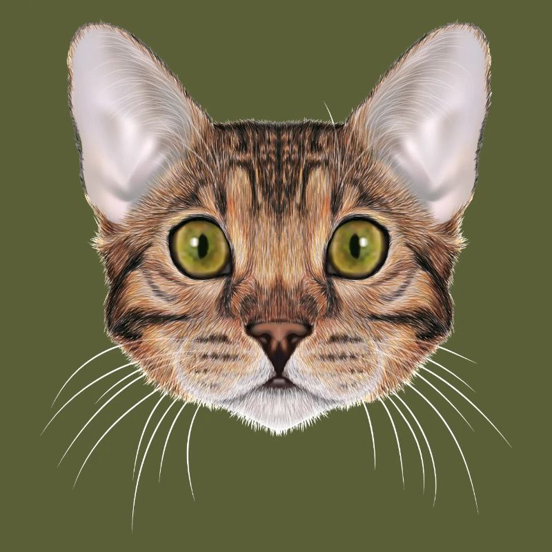 Chat du Bengale