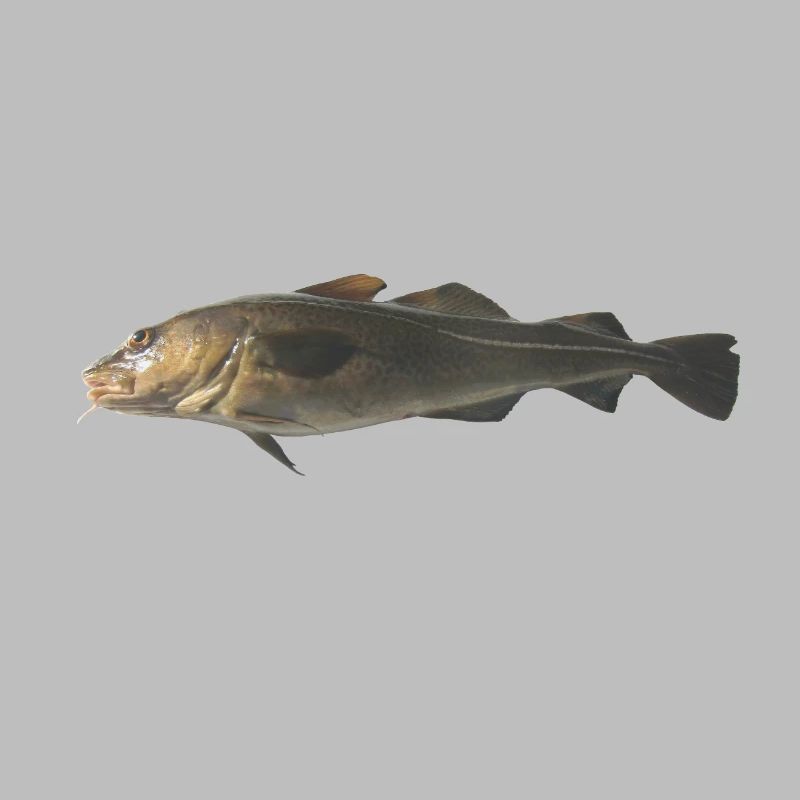 cod