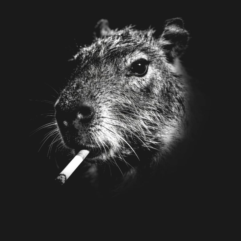 Rauchen, Zigarette, Capybara raucht eine Zigarette