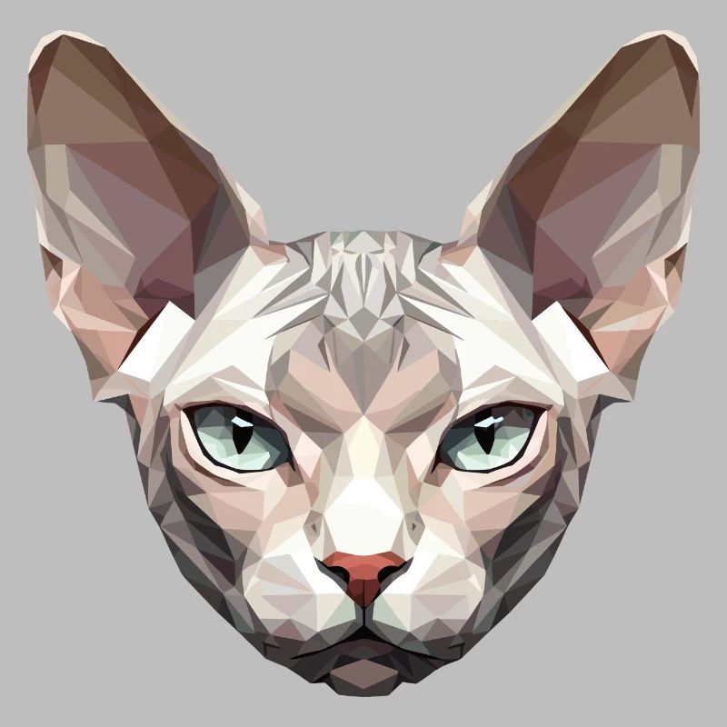 Sphynx Chat Sphynx Chat Chat Canadien Sphinx mignon