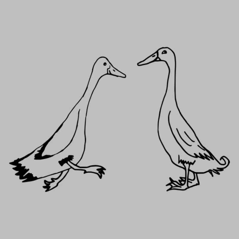 Runner ducks, runner ducks funny ducks