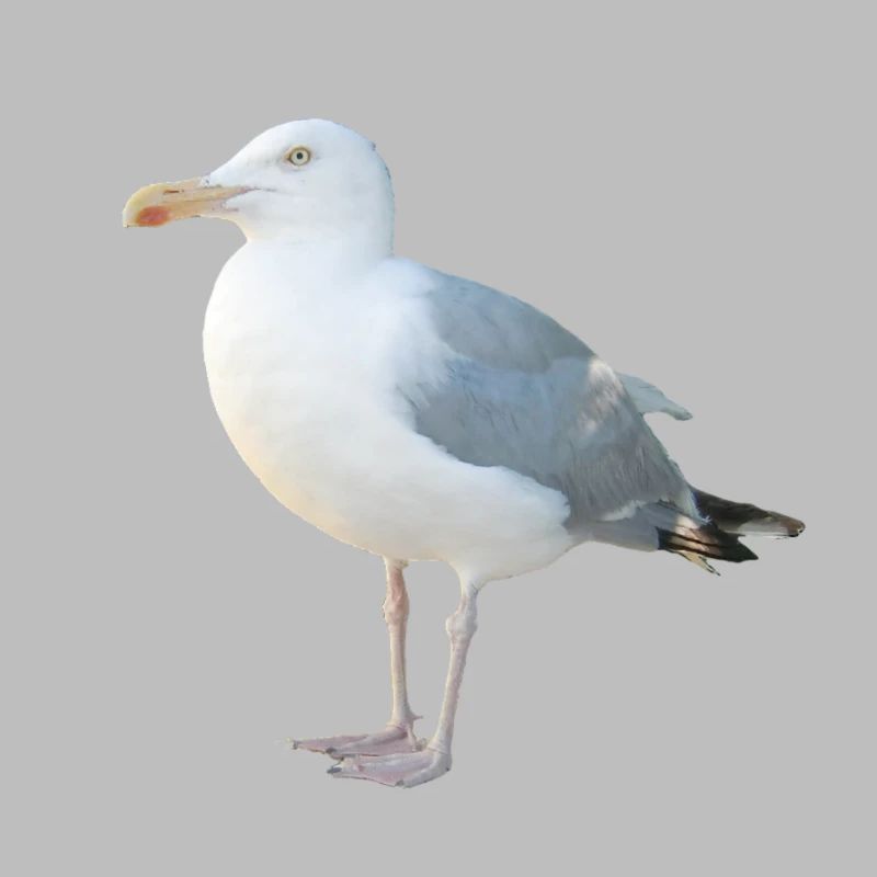 Möwe