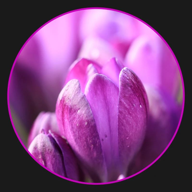 Crocus Crocus Fleurs violettes Crocus Bourgeon de crocus