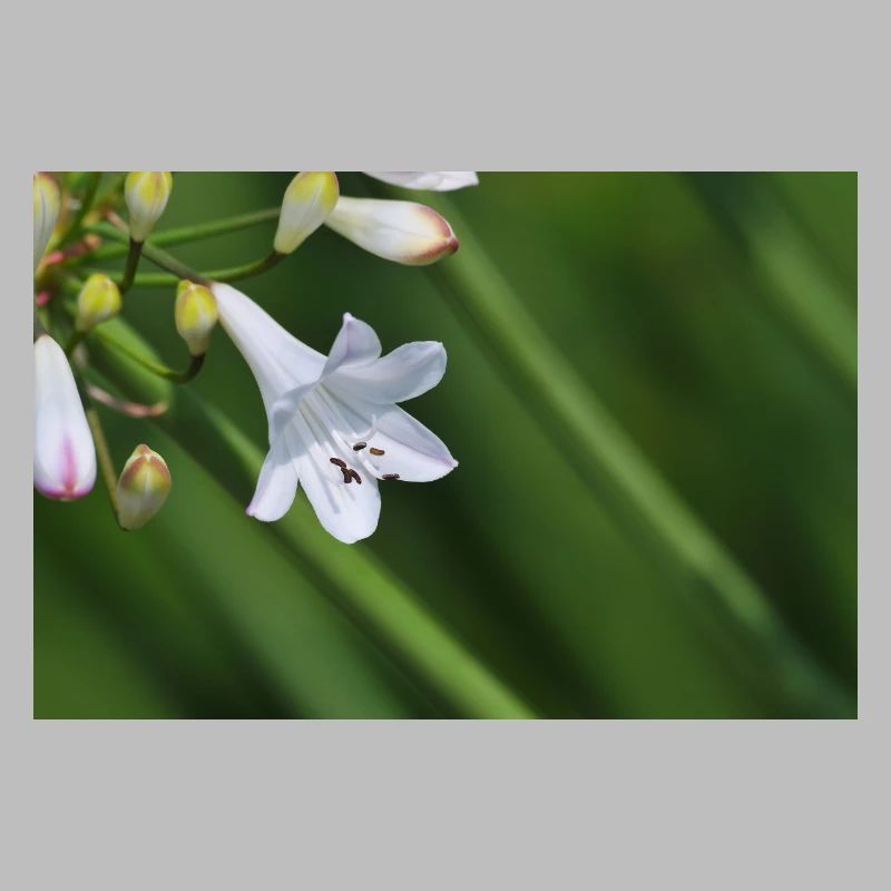 Macro de la fleur de lys blanc