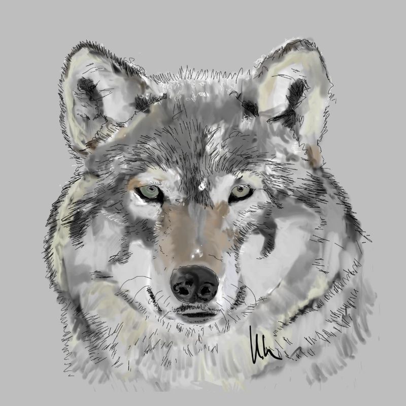 Wolf