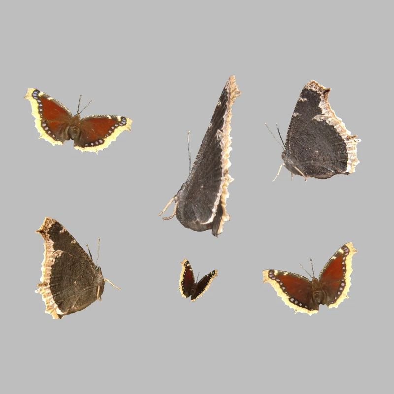 Cape de deuil papillon
