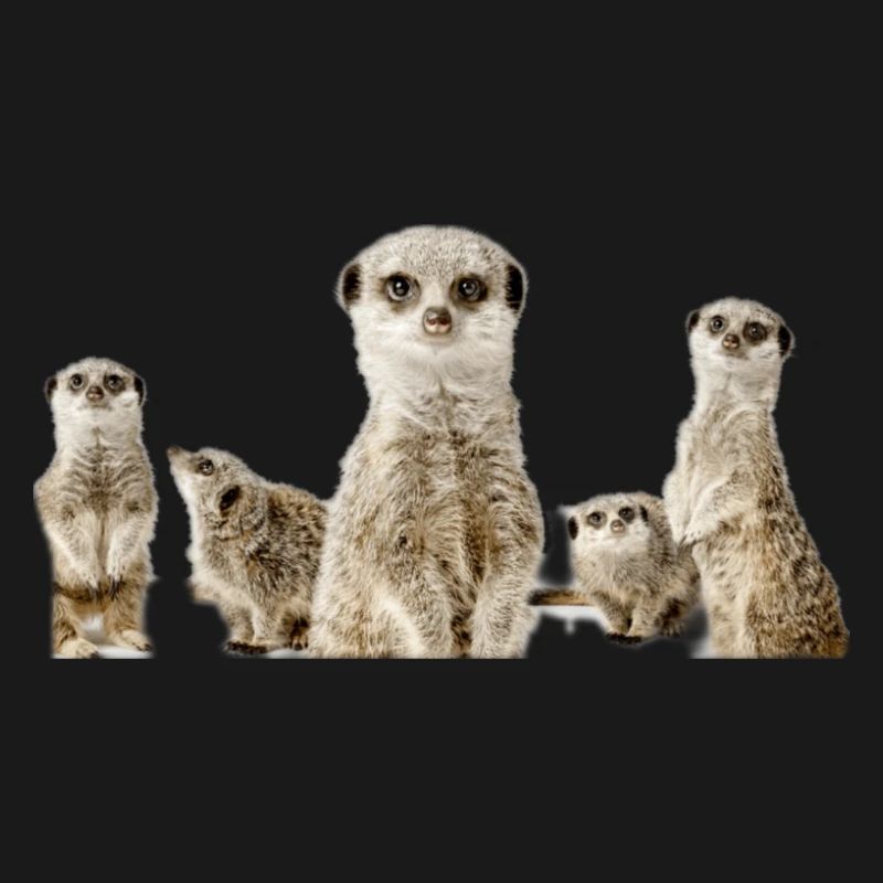 Erdmännchen
