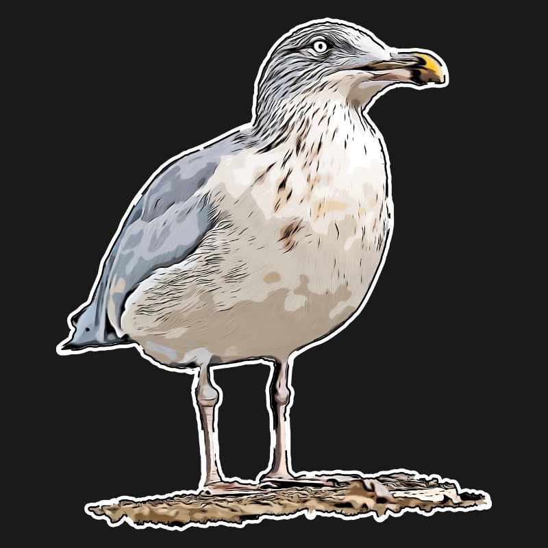 Möwe