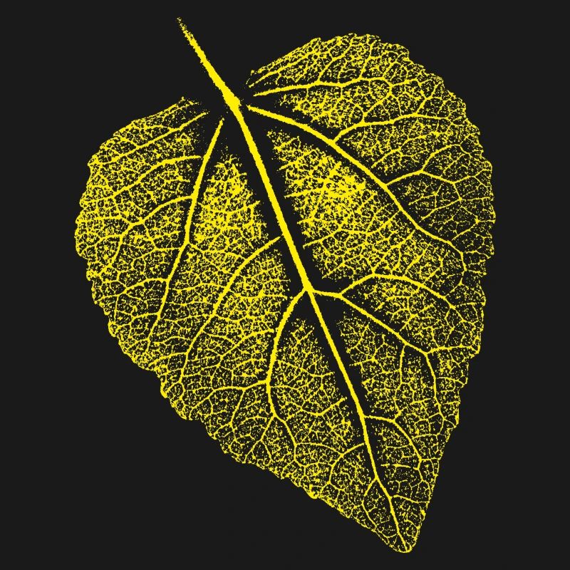 Linden leaf / Leaf Linde