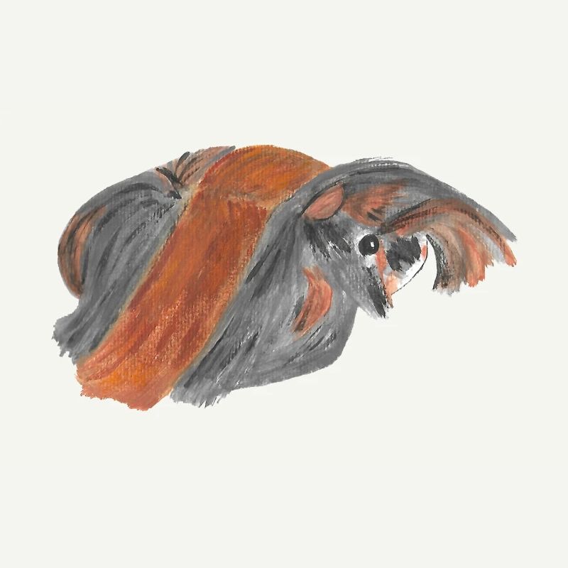Cochon d'inde péruvien