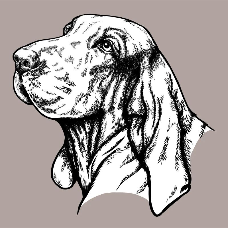 Bracco Italiano Portrait