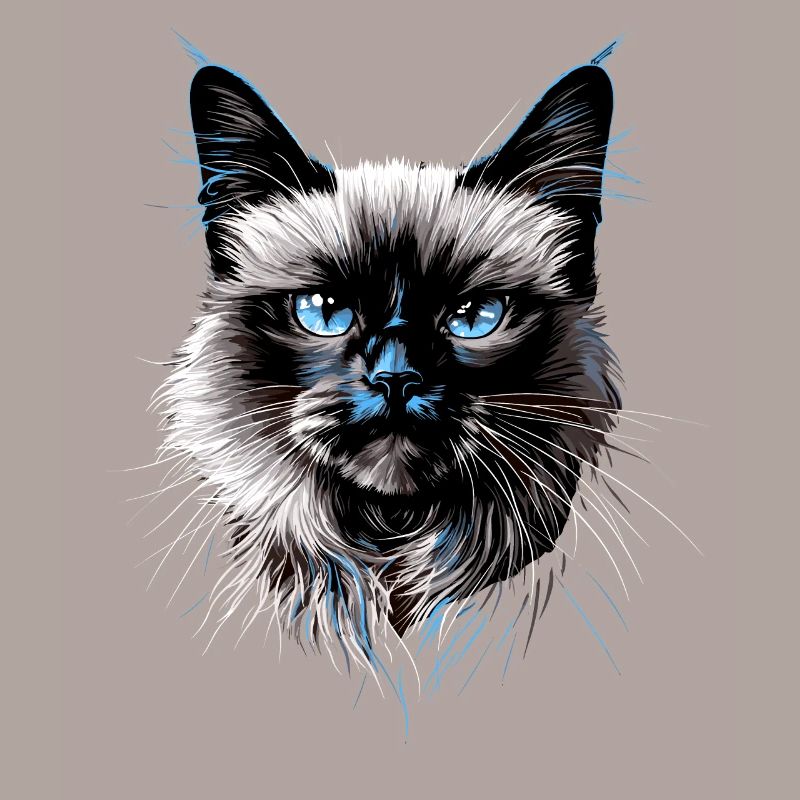Chat Birman Chat Birman Sacré Chat Birman Mignon Chats Birmans