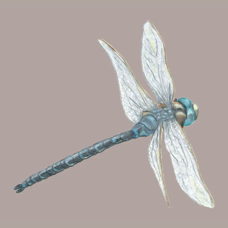 Illustration de libellule sarcelle