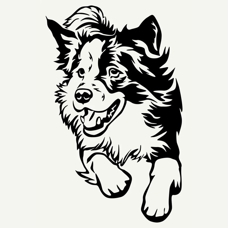 Border Collie