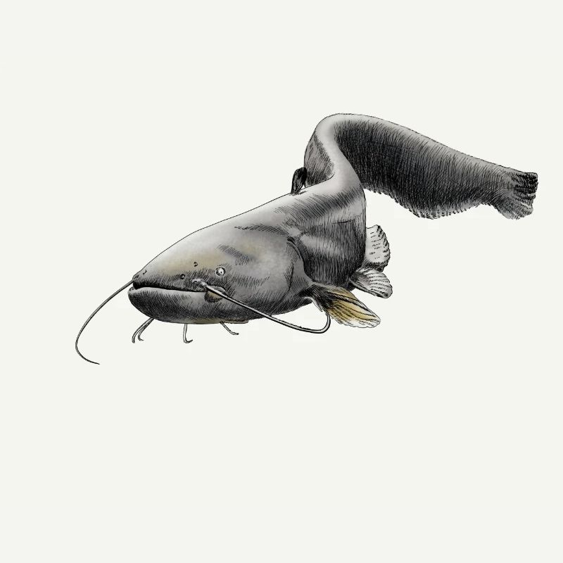catfish