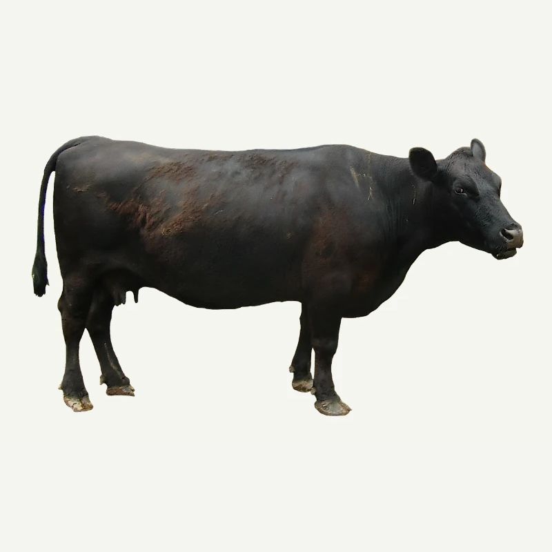 Beef black