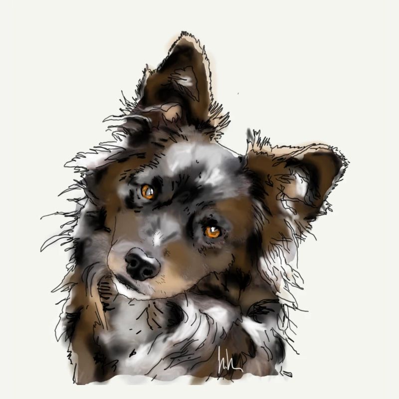 Australian Shepherd