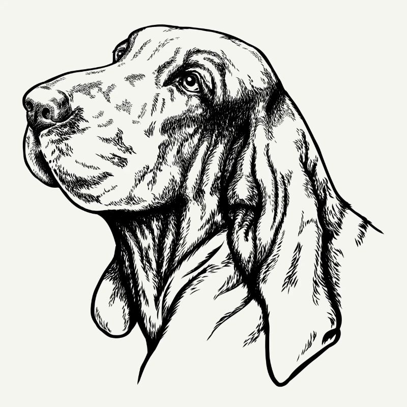 Bracco Italiano Portrait noir