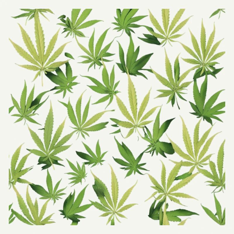 Cannabis 2