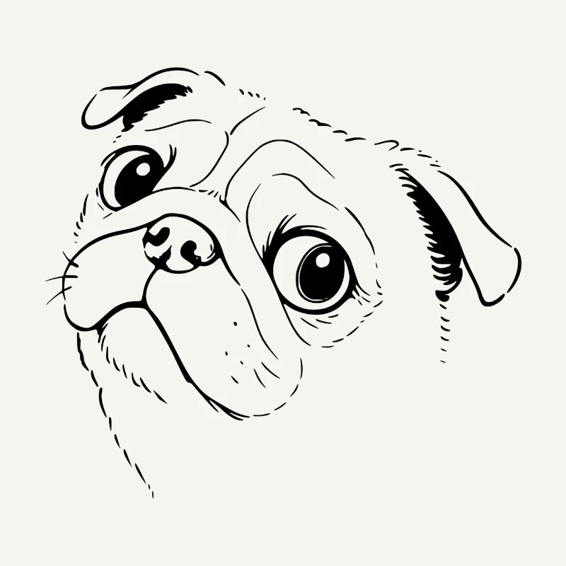 Pug drawing
