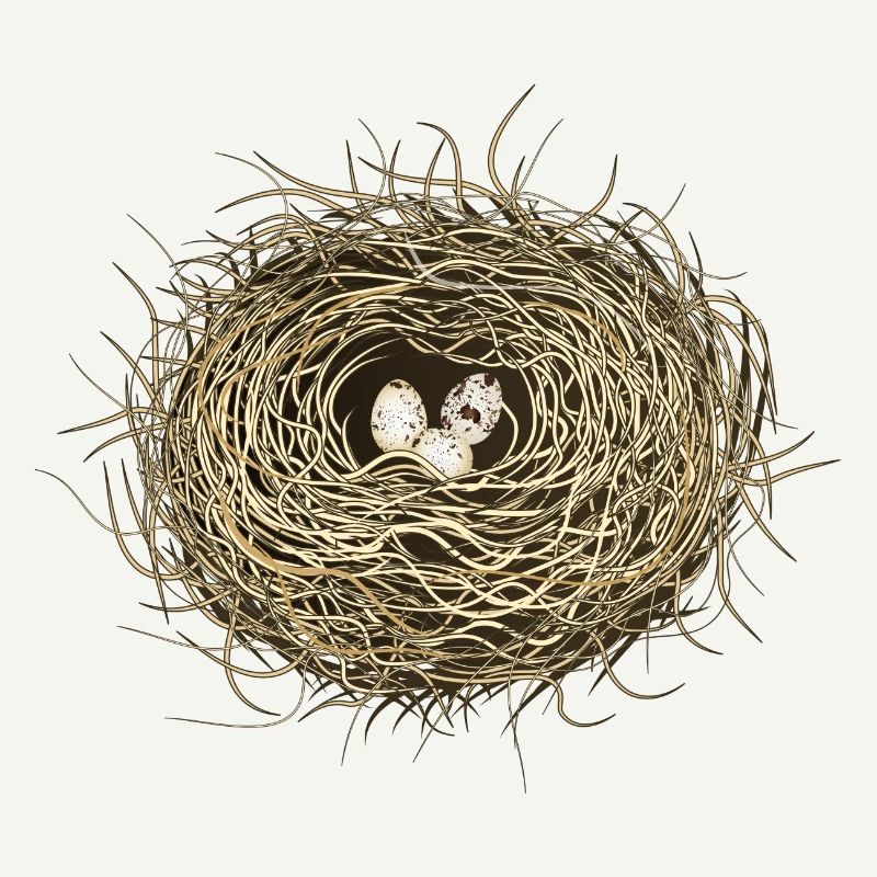 Vogelnest oder Osternest mit drei Vogel Eier