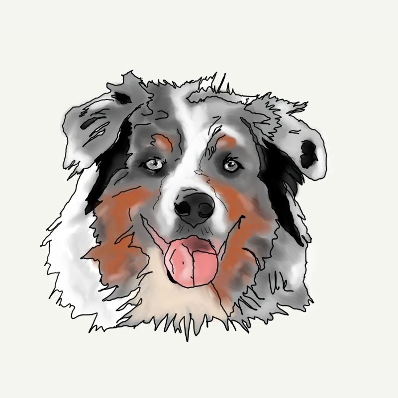 Australian Shepherd