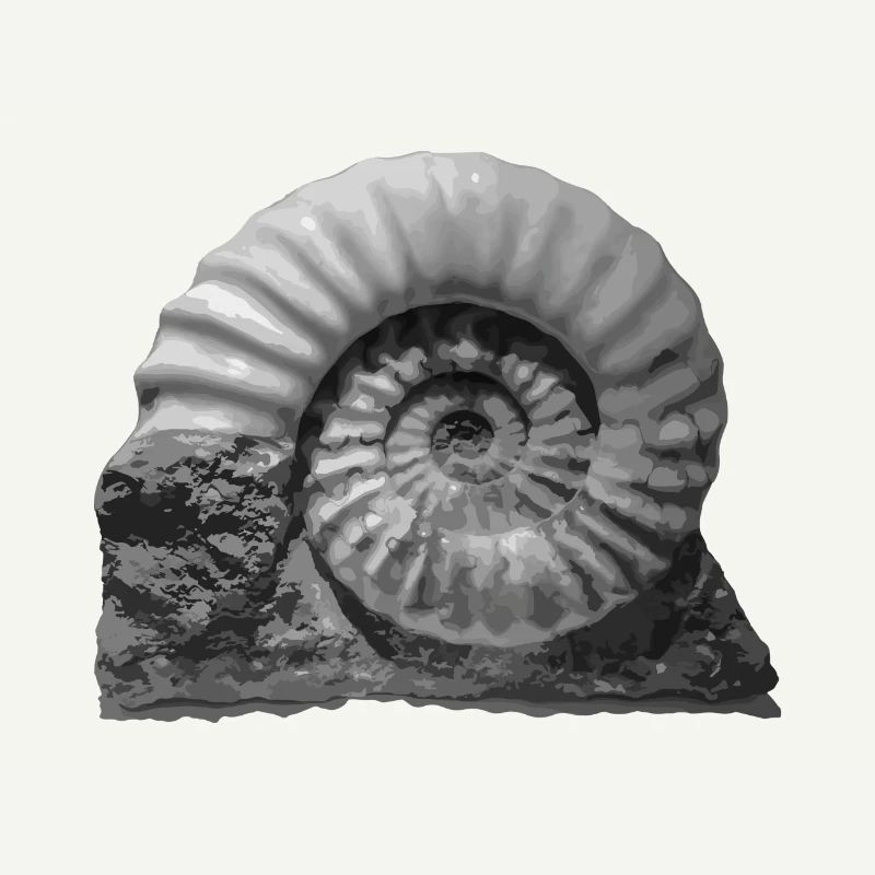 Ammonite