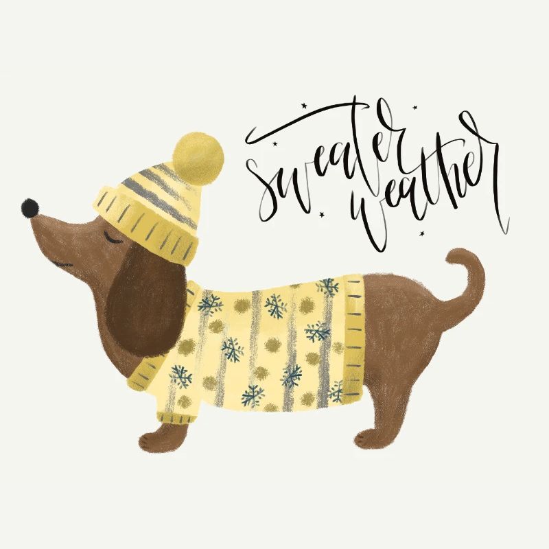 Teckel avec pull et chapeauSweater Météo jaune