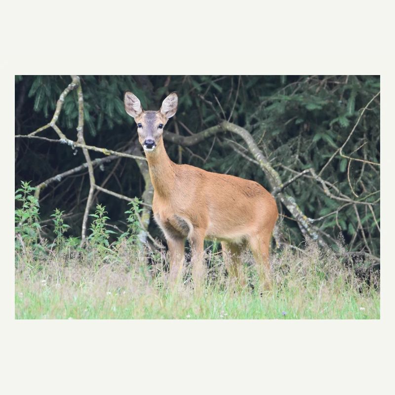 Deer forest