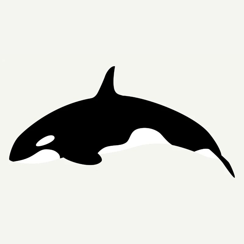 Orca Wal springender Orca Wal von der Seite