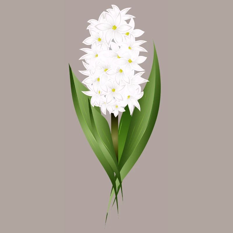 Jacinthe blanche – délicatesse sous forme de fleur
