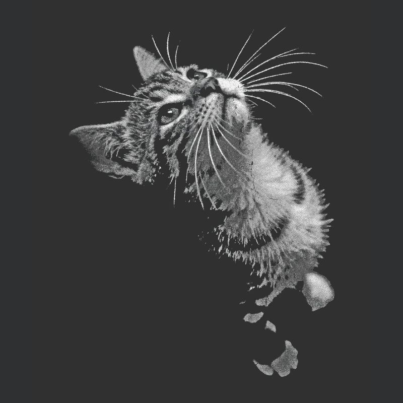 Regard de chat ronronnant en niveaux de gris