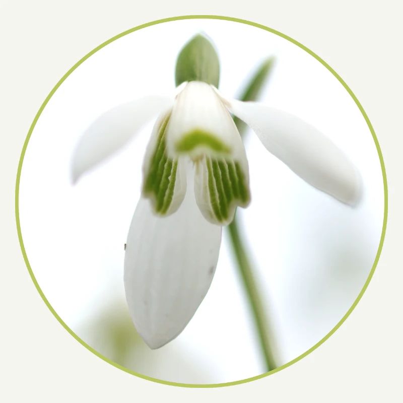 Source de la Fleur de Perce-Neige