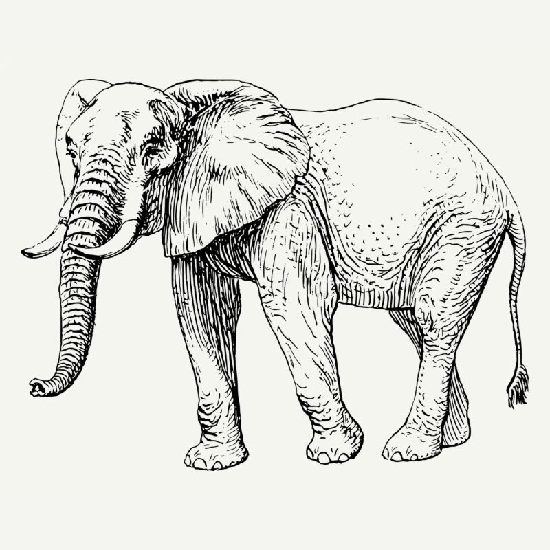 éléphant