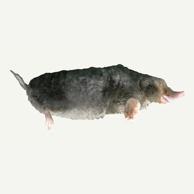 Maulwurf