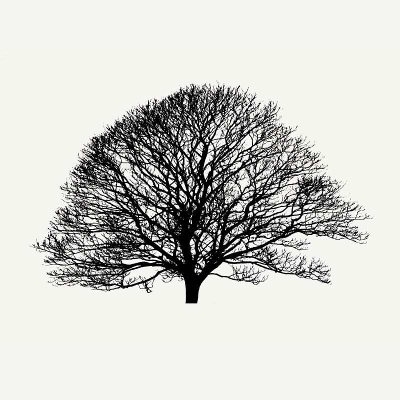 Shadow_no logo
