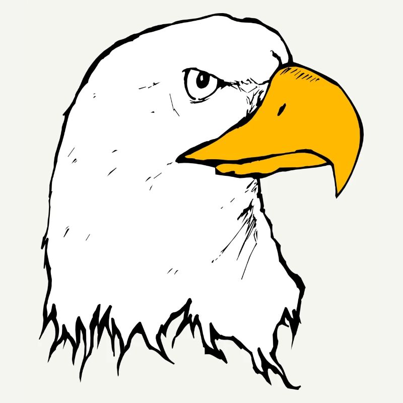 eagle eagle buzzard falcon habicht hawk falcon17