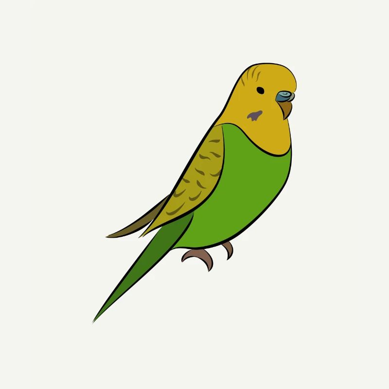 Perruche - perruche jaune vert
