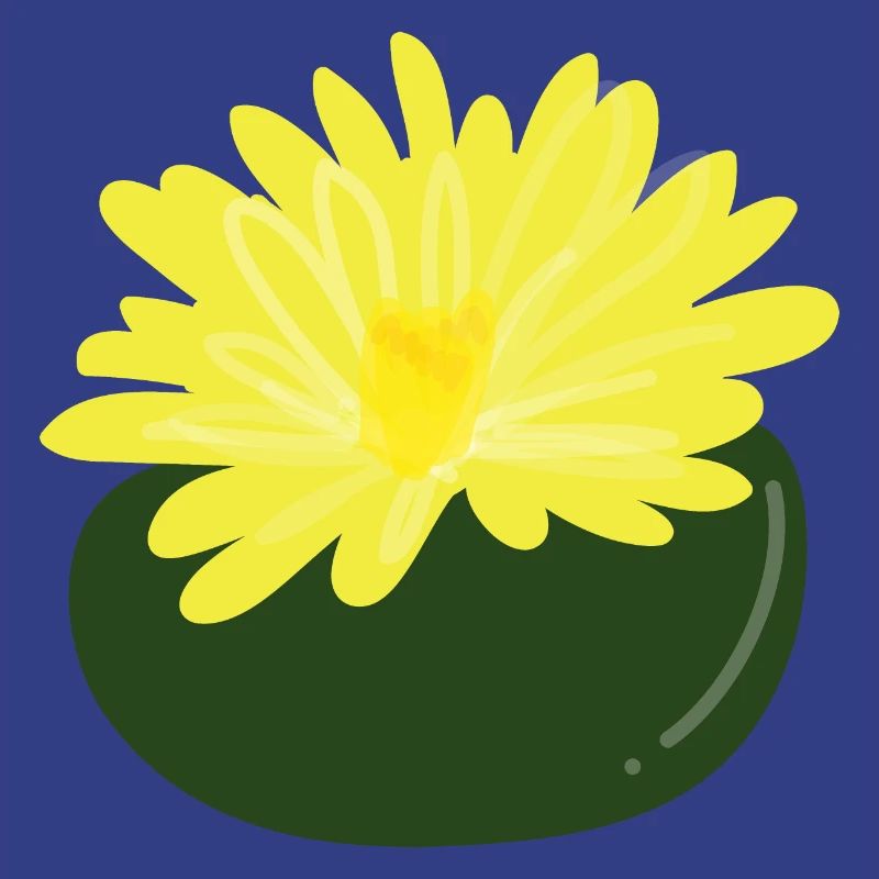 Lithops flower1